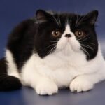 Ikar black&white color Exotic shorthair male kitten