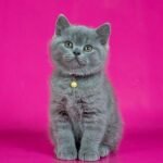 Darwin British shorthair male kitten