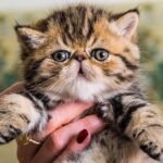 Boris handsome exotic shorthair boy
