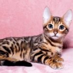 Lepesay purebred Bengal male kitten