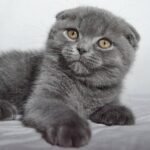 Rikki Scottish fold shorthair male kitten
