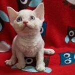 Bella female kitten Devon Rex