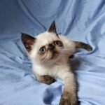 Yin exotic shorthair blue point girl with chocolate shade