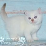Sidney Scottish straight shorthair male kitten