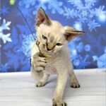 Yumi Devon Rex female kitten in a tortie tabby point color