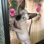 Adel female Sphinx kitten