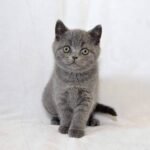 George purebred British shorthair boy