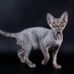 Royal Elf Ernesto Devon Rex male kitten in a black tabby color