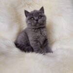 Nusha British shorthair female kitten