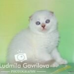 Saphir Scottish fold shorthair male kitten