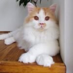 Elvis Scottish straight longhair male kitten