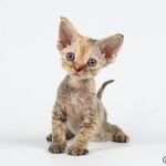 Felichita purebred Devon Rex female kitten in a tortie color