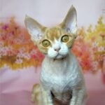 Mistbreeze*UA Indigo Devon Rex male kitten