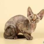 Deniz purebred Devon Rex female kitten in a tortie color