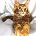 765 Columbus Maine Coon male kitten