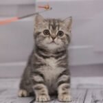 Kecks Scottish straight shorthair male kitten