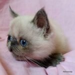Maggie exotic color point female kitten