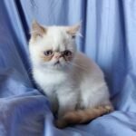 Tito red point Exotic male kitten