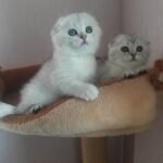 Clementina Scottish fold shorthair female kitten