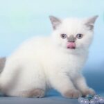 Yoshi lilac color point Scottish fold male kitten