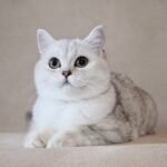 Amanda British shorthair female kitten