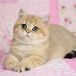 Crisby purebred British shorthair female kitten