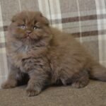 Arnold Scottish fold longhair male kitten