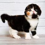 Elka Scottish fold shorthair female kitten