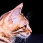 Cathy purebred Bengal female kitten