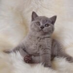 Nadin British shorthair female kitten