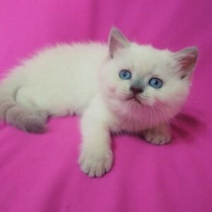 Afonya purebred Scottish straight in lilac point color