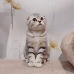 Martin Scottish fold male kitten