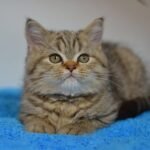 Boo purebred Scottish fold shorthair kitten