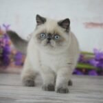 Zefir Exotic shorthair male kitten