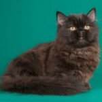 49 Julianne Munchkin longhair female kitten