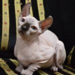 Germen Elf male kitten with blue eyes