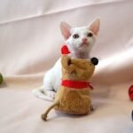 Havana female kitten Devon Rex