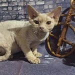 Royal Elf Edic male Devon Rex kitten