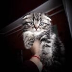 Lorenzo Scottish fold shorthair male kitten