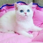 Olivia purebred British shorthair female chinchilla kitten
