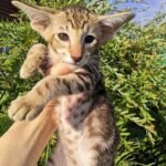 298 Damla Happy Oriental female kitten