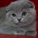 Jasmin Scottish fold shorthair female kitten