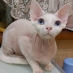 Karlos Devon Rex kitten