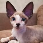 Artec chocolate bicolor male kitten Devon Rex