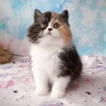 Kiara Scottish straight longhair female kitten