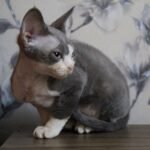 Xanomi female kitten Devon Rex