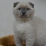 Cupcake blue point Scottish fold boy