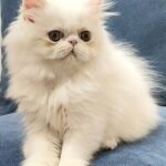 Stella exotic longhair female kitten