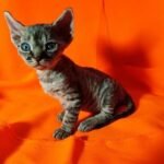 Pinpong black tabby color male kitten Devon Rex
