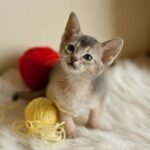Milo Abyssinian male kitten in silver blue color